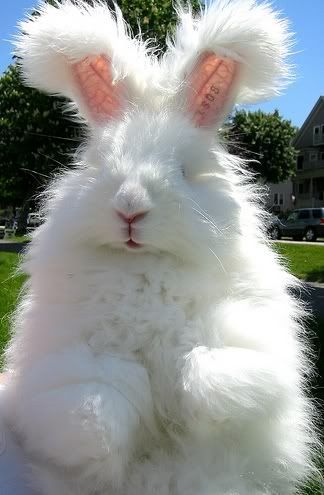 1000+ ideas about Angora Rabbit on Pinterest | Fluffy Bunny ... English Angora, Interesting Videos, Angora Rabbit, White Bunny, Funny Bunnies, Baby Bunnies, 인물 사진, Sweet Animals, 귀여운 동물