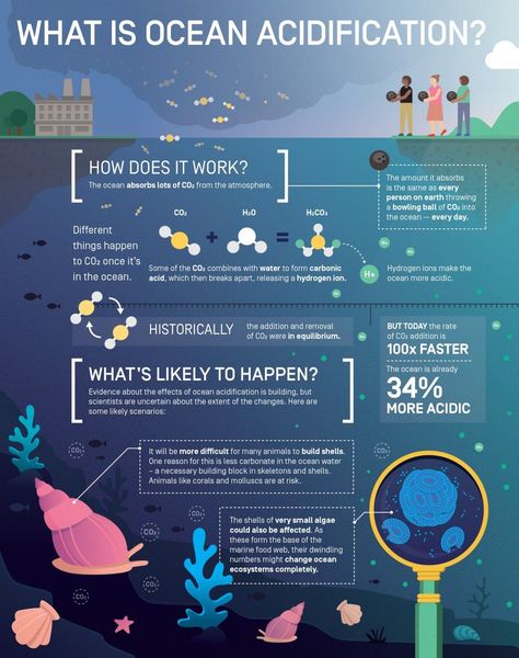 What is Ocean Acidification? Infographic by Elzemiek Zinkstok | Lushomo for the Save Our Seas Foundation What Is Climate, Science Infographics, Ocean Acidification, Scientific Poster, Infographic Ideas, Marine Science, Infographic Inspiration, Save Our Oceans, Infographic Poster