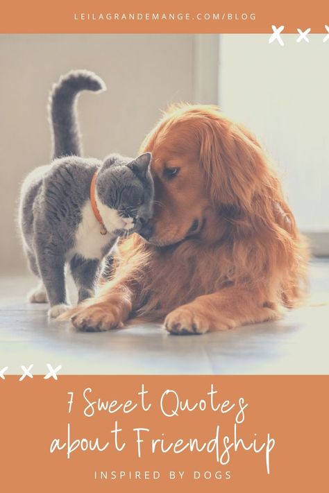 Cat And Dog Friendship Quotes, Dog Friendship Quotes, Sweet Friendship Quotes, Friendship Captions, Better Friends, Quotes About Friendship, Gilda Radner, Friendship Quote, About Friendship