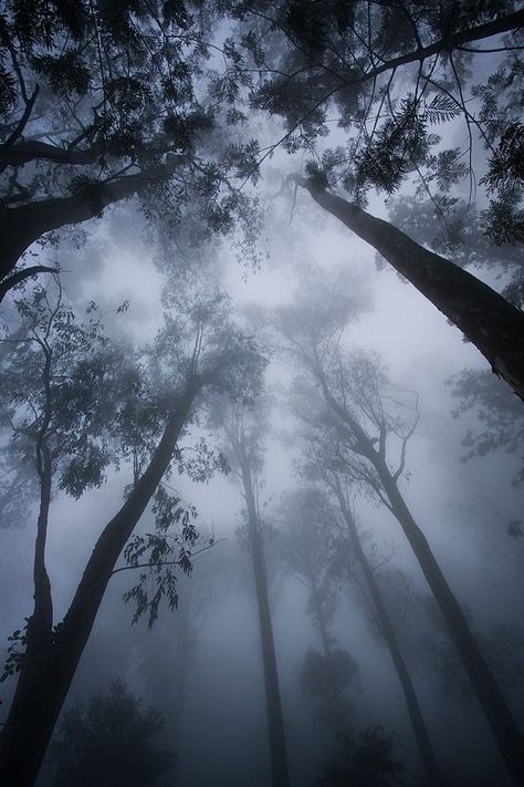 Miniature Zen Garden, Nandi Hills, Dark Naturalism, Morning Fog, Mystical Forest, Mysterious Places, Misty Forest, Ocean Wallpaper, The Fog