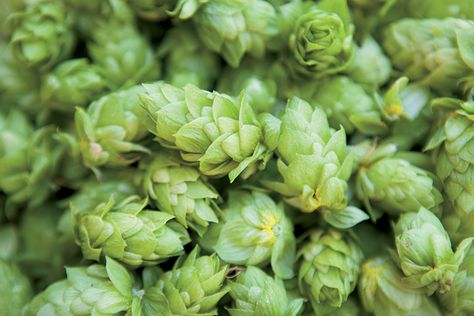 Hops Plant, Beer Hops, Humulus Lupulus, Brewing Recipes, Beer Recipes, Stone Fruit, How To Make Beer, Wine Enthusiast, Beer Brewing