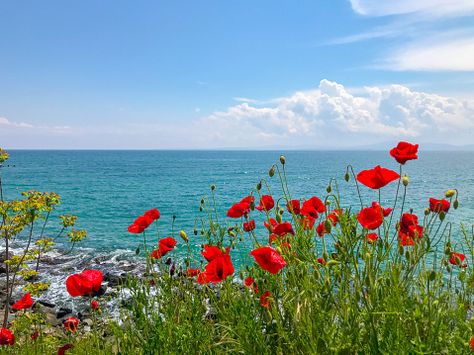 Aesthetic Garden, Easy Landscaping, Front Yards, Garden Aesthetic, 수채화 그림, Acrylic Painting Techniques, Poppy Field, Landscaping Tips, Poppy Flower