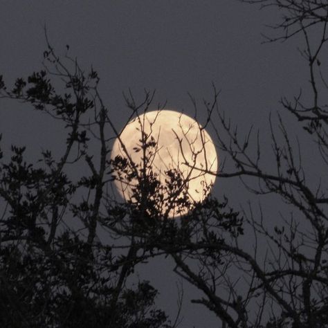 The Moon Is Beautiful, Full Moon, At Night, The Moon, Trees, Moon