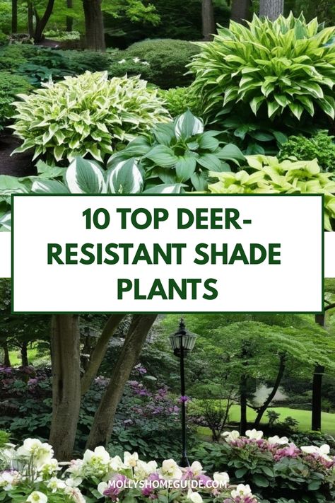 Explore a wide variety of plants that thrive in shaded garden areas without being eaten by deer. From lovely perennials to vibrant annuals, discover the best deer-resistant shade plants to create a beautiful and durable landscape. Whether you're planning an entire garden bed or simply adding some colorful touches, these shade plants are sure to brighten up your outdoor space while saying no to deer snacking. What To Plant In Shaded Area, Deer And Rabbit Resistant Perennials, Outdoor Plants For Shaded Areas, Shaded Landscape Ideas, Plants That Repel Deer, Shade Plants Outdoor, Shade Landscaping Front Yard, Shade Plants Perennial, California Front Yard Landscaping Ideas