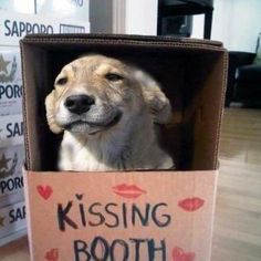 Funny Dog Costume Ideas on Pinterest | Unique Halloween Costumes ... Cute Dog Costumes, Dog Costumes Funny, Puppy Costume, Dog Waiting, Diy Dog Costumes, Pet Halloween Costumes, Kissing Booth, Funny Dog Memes, Dog Halloween Costumes