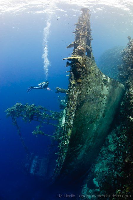 Underwater photograph of a scuba diver exploring an unusually orientated shipwreck in the Solomon Islands Tuna Boat, Ship Wreck, شرم الشيخ, Fauna Marina, Abandoned Ships, Ghost Ship, The Reef, Underwater Photos, Grand Cayman