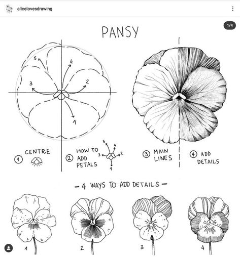 Drawing Flower Petals, Pansy Flower Illustration, Pansy Coloring Pages, Pansy Drawings, 5 Petal Flower Drawing, How To Draw A Pansy, Pansy Flower Drawing, How To Draw Flower Petals, Small Pansy Tattoo