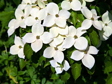 Kousa Dogwood Care: Tips For Growing Kousa Dogwood Trees Kousa Dogwood Tree, Tree With White Flowers, Kousa Dogwood, White Flowering Trees, Holly Shrub, Cornus Kousa, Fast Growing Shrubs, Dogwood Tree, Flowering Tree