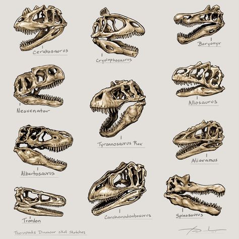 Allosaurus Skull, Skulls Illustration, Prehistoric Animals Dinosaurs, Animal Infographic, Dinosaur Facts, Dinosaur Sketch, Dinosaur Tattoos, Prehistoric Wildlife, Dinosaur Posters