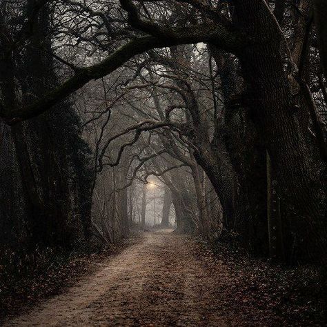 hollow path england | dark forest castle gothic Middle Ages | via Tumblr on We Heart It: The ... Inkheart Aesthetic, Over The Garden Wall, Season Of The Witch, Sleepy Hollow, Dirt Road, Dark Academia Aesthetic, Autumn Aesthetic, Book Ideas, Dark Forest