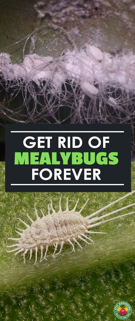 Get Rid Of Mealy Bugs, Urban Gardening Ideas, Organic Insecticide, Trees Garden, Mealy Bugs, Best Pest Control, Garden Bugs, Plant Pests, Garden Pest Control