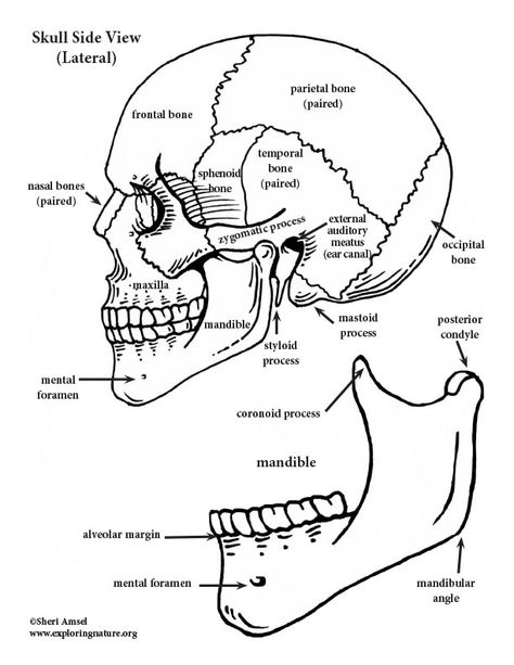 Color and Label the Muscular and Skeletal Systems - Downloadable Only Muscular System Labeled, Skeletal And Muscular System, Science Diagrams, Medical Student Study, Skeletal System, Human Body Anatomy, Muscular System, Lower Limb, Structure And Function