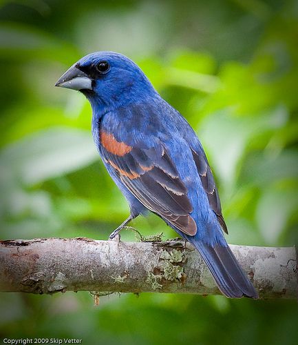 . Blue Grosbeak Blue Grosbeak, Fly Catcher, Bright Sunshine, Life List, Birdwatching, Low Country, Cloudy Day, Bird Photo, Horse Pictures