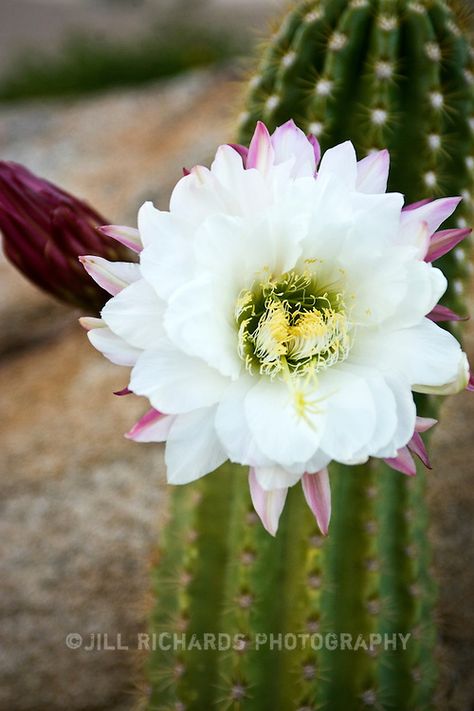 The Sonoran desert landscape would not be complete without the large green saguaro cactus, native to only Arizona, the Mexican state of Sonora and small parts of Baja California.  It's arms can take up to 75 years to develop. The Saguaro cactus bloom is the state flower of Arizona. How To Grow Cactus, Bloom Tattoo, Cactus Bloom, Cactus Blossoms, Strange Flowers, Desert Botanical Garden, Bee On Flower, Cactus Flowers, Saguaro Cactus