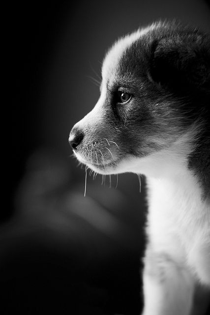 Regard Animal, Husky Puppy, A Puppy, Dog Photography, White Photo, Dog Photos, I Love Dogs, Animal Photography, Animals Beautiful