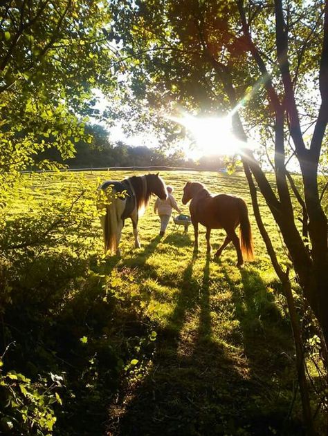 Cows Aesthetic, English Horses, Nostalgia Childhood, Equestrian Aesthetic, Future Farms, Farm Lifestyle, Italy Tuscany, Traditional Family, Horse Aesthetic