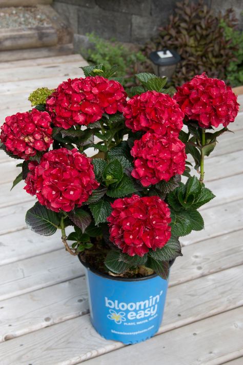 You'll never want to get off this ride! Mouthwatering cherry-red flowers rebloom over its compact frame from late spring to fall. Hydrangea Shrub, Bigleaf Hydrangea, Red Hydrangea, Patio Pots, Fast Growing Trees, Easy Plants, Low Maintenance Plants, Flowering Shrubs, Deciduous Trees