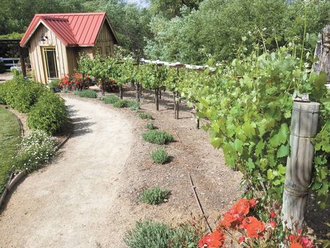 Black And Blue Salvia, Cottage Front Yard, Backyard Vineyard, Blue Salvia, Backyard Sandbox, Backyard Escape, Grape Vineyard, Vineyard House, Grape Trellis