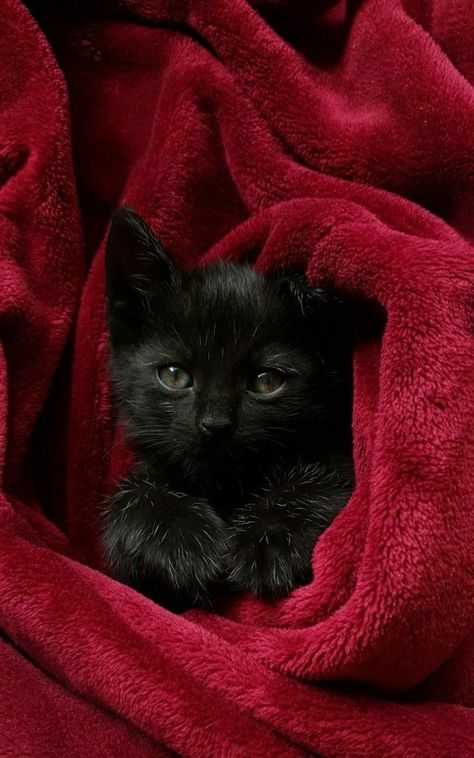 Sirius Remus, Vampire Life, Rp Outfits, Fluffy Black Cat, Black Kitties, Black Cat Aesthetic, Dream Pet, Cat Dark, Star Wars Background