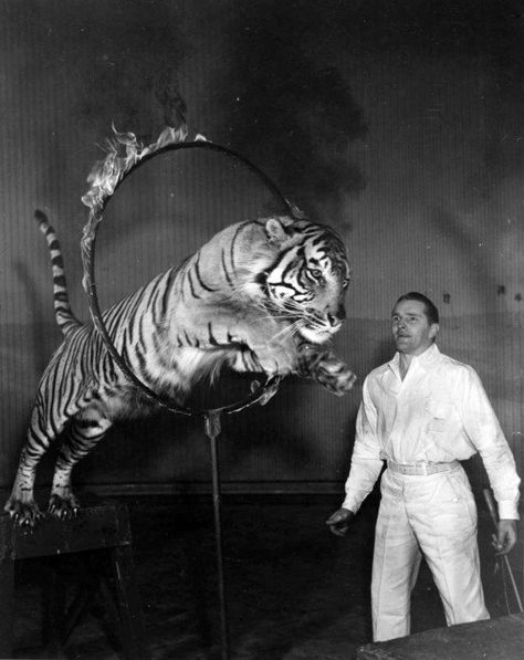 “Satan“, a 7-year-old Sumatra tiger, leaps through a flaming hoop Lion Jumping, Circus Pictures, Steampunk Circus, Circus Lion, Lions And Tigers, Circus Aesthetic, Circus Sideshow, Cool Insects, World Of Tomorrow