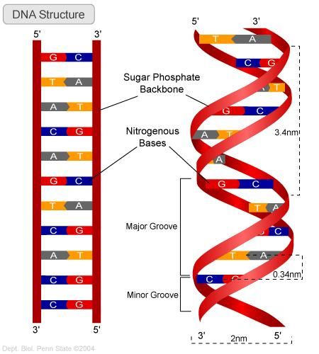 DNA Structure Dna Model Project, Dna 3d, Dna Activities, Dna Drawing, Microbiology Study, Dna Artwork, Dna Facts, Dna Structure, Dna Project