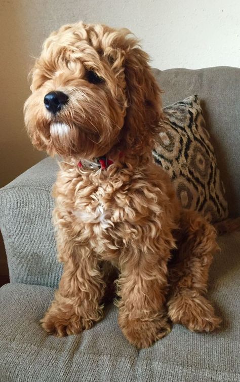 Cockapoo Haircut, Cockapoo Puppies For Sale, Female Dog Names, Cockapoo Dog, Cockapoo Puppies, Yorkshire Terrier Puppies, Goldendoodle Puppy, Doodle Dog, Dog Eyes