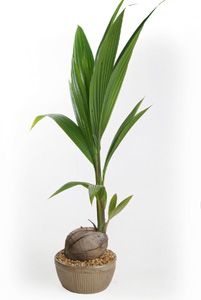 Coconut Palm Palm House Plants, Palm Plants, Coastal Landscaping, Coconut Palm Tree, Vertical Garden Diy, Cocos Nucifera, Plant Hacks, Plant Tattoo, Paper Plants