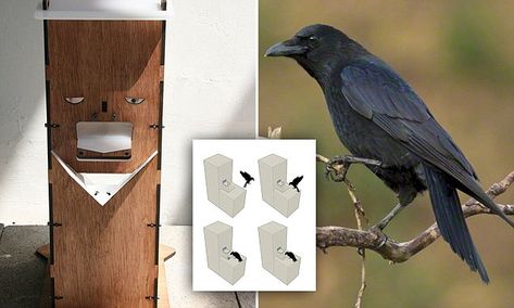 The Brooklyn-based maker of the box has managed to train captive crows to retrieve coins in return for peanuts and hopes that wild crows will learn the same tricks. Crow Box Diy, Crow Feeder Diy, Befriending Crows, Crow Feeder, Crow Party, Backyard Envy, Crow Call, Outdoor Box, Squirrel Feeder