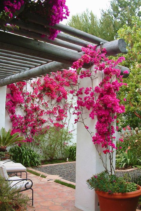 Bougainvillea Entryway, Greek Landscaping, Greek Garden Ideas, Bougainvillea Trellis, Deck Plants, Greek Garden, Mediterranean Garden, House Plants Decor, Garden Oasis