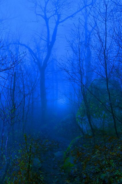 Dawns Trail | When the earliest light strikes the trail, and… | Flickr Blue Day, Vert Turquoise, Feeling Blue, Love Blue, Blue Ridge Mountains, Enchanted Forest, Blue Aesthetic, Blue Moon, In The Woods