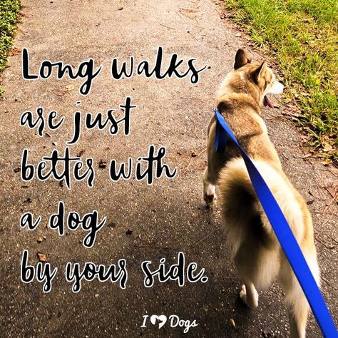 Take your dog for a walk. It's #NationalWalktheDogDay! Dog Walking Quotes, Walking Quotes, Bored Dog, Small Dog Sweaters, Long Walks, Dog Boarding, Dog Sweaters, Dogs Of The World, By Your Side