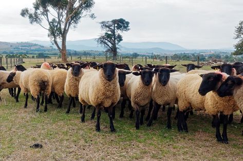 Despite a price dip in Australian wool auctions, buyer demand and competition improved, especially for lower vm sale lots. A favourable forex rate against the US dollar has enhanced returns to growers. As the season nears its end, buyers are preparing for reduced wool availability. The International Wool Textile Organization Congress also sparked optimism. Farm Goals, Dorper Sheep, Fiber Farm, Raising Sheep, Farmhouse Projects, Homestead Animals, Personalized Coloring Book, Wild Pig, Baa Baa Black Sheep