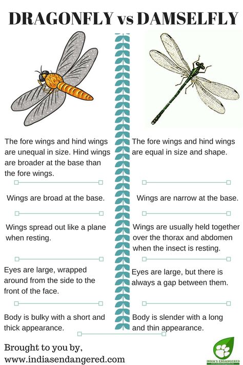 DRAGONFLY vs DAMSELFLY (1) Damselflies, Dragonflies, Types Of Dragonflies, Symbolism Of Dragonflies, Insects Dragonfly, Dragon Fly Symbolism, Dragonfly Meaning, Dragonfly Quotes, Dragonfly Facts