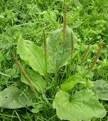 5659_sinirli-ot Plantain Leaves, Edible Wild Plants, Healing Plants, Wild Plants, Green Life, Edible Plants, Urban Garden, Medicinal Plants, Lawn And Garden