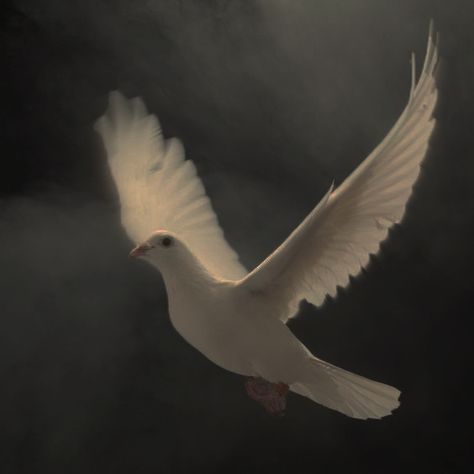 Dead Dove Aesthetic, White Pigeon Aesthetic, Dove Aesthetic Bird, Doves Aesthetic, Pigeon Aesthetic, Sansa Stark Aesthetic, Dove Aesthetic, Birds Aesthetic, Bird Aesthetic