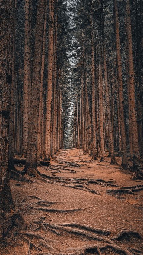 Storm Witch, Europe Mountains, Travel Aesthetics, Mountain Aesthetic, Mountains Aesthetic, Europe Aesthetic, Carpathian Mountains, Daisy Wallpaper, Mountains Travel