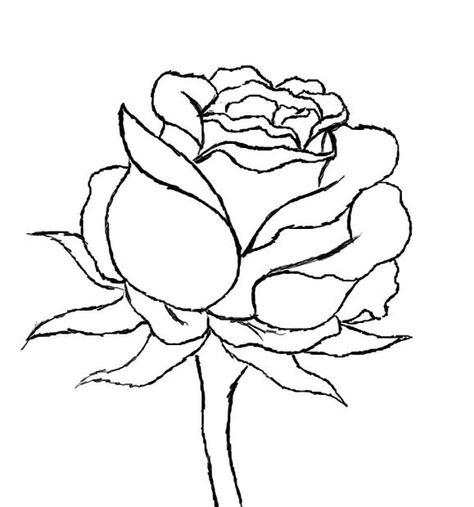 In this how to, I will be guiding you step by step in the process of drawing a beautiful red rose. Be sure to see the following steps provided by myself :). All... Draw A Rose, Rose Step By Step, Realistic Rose, Beautiful Red Roses, Rose Drawing, Roses Drawing, Rose Pictures, Plant Drawing, Kirigami