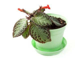 Episcia Cupreata (Flame Violet/Chocolate Soldier) Plant Care: Can flower spring thru fall. In a window away from direct sunlight. High humidity a must. Repot in spring every couple of years to refresh soil. Wide, shallow pot is best. Moist soil spring thru fall, slighty dry in winter. DON'T mist. Flame Violet Plant, Indoor Orchid Care, Flame Violet, Homesteading Projects, Growing Basil Indoors, Chocolate Soldier, Houseplants Safe For Cats, Palm House Plants, Phalaenopsis Orchid Care