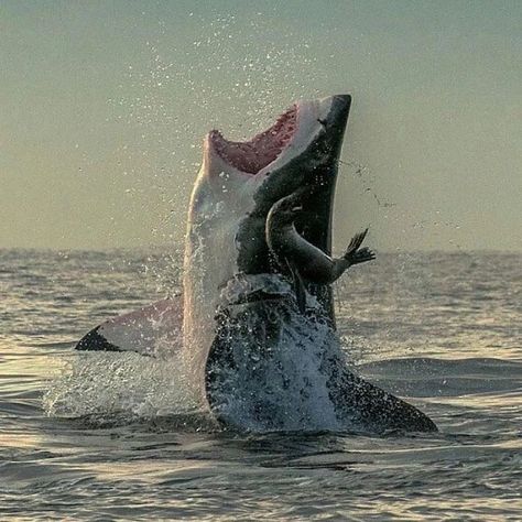 The seal got lucky! Wow! Shark Breaching, Save The Sharks, Shark Photos, Gorgeous Animals, Shark Pictures, Action Pictures, Shark Family, Shark Lover, Shark Week