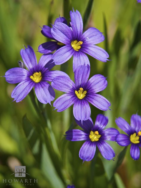 Bermudiana Cluster photo Bermuda Art, 3d Butterfly Tattoo, Wildflower Tattoo, National Flower, Flora Fauna, Rare Flowers, Fragrant Flowers, Growing Flowers, Plant Life