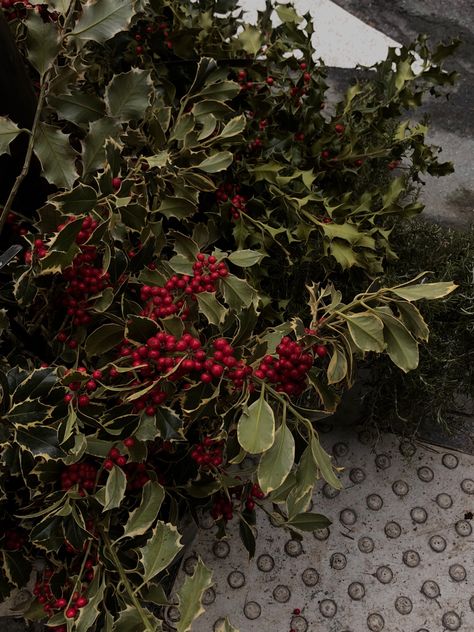 Holly Aesthetic Christmas, Holly Flower Aesthetic, Holly Core Aesthetic, Hollycore Aesthetic, Christmas Mistletoe Aesthetic, Mistletoe Aesthetic, Holly Aesthetic, Holly Core, Naturecore Aesthetic