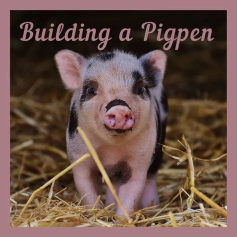 How to Build a Pigpen: Essential Elements of Hog Pens - Dengarden Pig Pen Ideas, Pen Ideas, Pig Pen, House Hacks, All About Music, They Live, Blue Mountain, Music Lessons, Simple Life