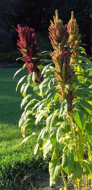 Amaranthus cruentus, Amaranthus blitum, Amaranthus dubius, Amaranthus tricolor - Fruit & Vegetable Magazine Amaranth Plant, Amaranth Flower, Garden Calendar, Victory Garden, Plant Spacing, Growing Fruit, How To Grow Taller, Growing Seeds, Amaranth