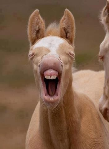 Hahahahaha.... That is all.   :) got its two front teeth lol Funny Horses, Funny Animal Photos, Baby Horses, Funny Horse, All The Pretty Horses, Horse Crazy, Horse Photos, Pretty Horses, Horse Pictures