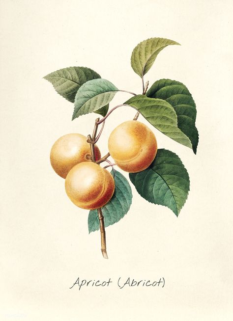 Antique plant drawn by Pierre-Joseph Redouté(1759-1840 ) | free image by rawpixel.com Apricot Tattoo, Natural Kitchen Decor, Idea For Kitchen, Fruit Kitchen Decor, Illustration Botanique Vintage, Beautiful Kitchen Ideas, Sparkling Juice, Fruit Wall Art, Gold Poster