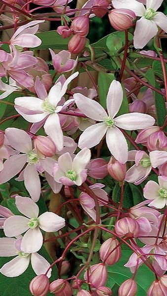 Evergreen Clematis, Pink Clematis, Clematis Armandii, Clematis Varieties, Climbing Clematis, Evergreen Climbers, Clematis Montana, Clematis Plants, Clematis Flower