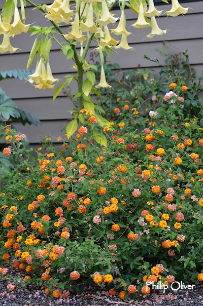 Miss Huff Lantana, Rain Gauge, Angel Trumpet, Hydrangea Quercifolia, Princess Flower, Creeping Jenny, Side Garden, Front Garden, Fireworks