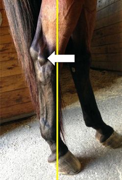 Longer Shoeing Intervals Can Impact Stifles | Horse Journals Human Knee, Horse Nutrition, Canadian Horse, Horse Information, Dressage Training, Healthy Horses, Heath Care, Horse Care Tips, Horse Info