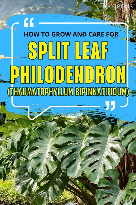 Split Leaf Philodendron Split Leaf Philodendron Care, Split Leaf Philodendron, Philodendron Care, Orchid Bark, Plant Tissue, Evergreen Plants, Monstera Deliciosa, Hardy Plants, Drought Tolerant