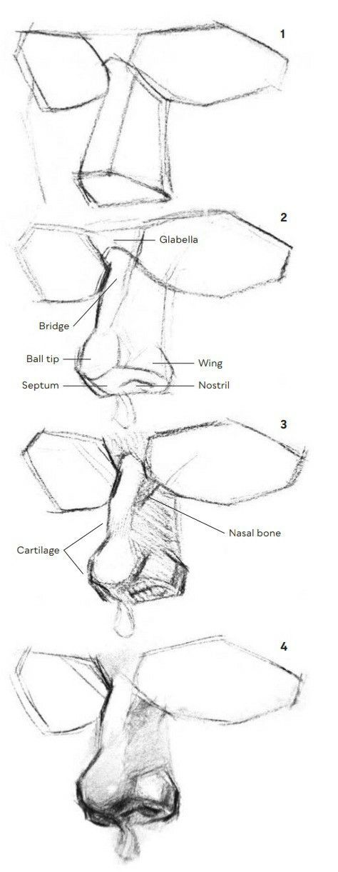 Human Nose Anatomy, Noses Drawing Reference, How To Draw Noses, Nose Reference, Nose Drawing, Human Anatomy Drawing, 얼굴 그리기, Human Anatomy Art, Anatomy Sketches